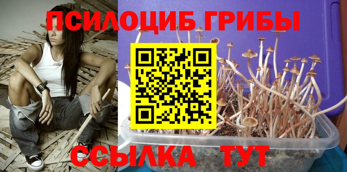 Галлюциногенные грибы Psilocybe Приморско-Ахтарск